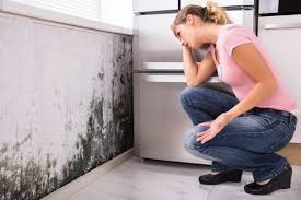 Best Real Estate Mold Inspection in USA